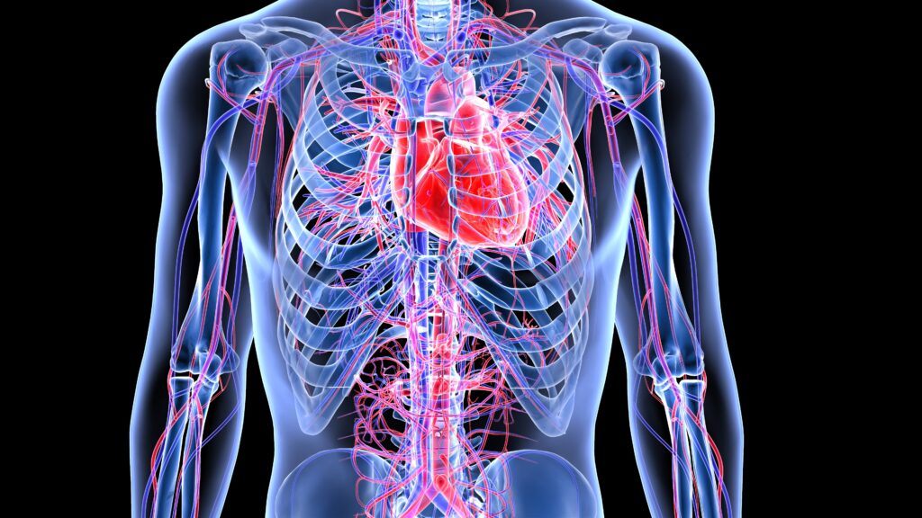healthy cardiovascular system
